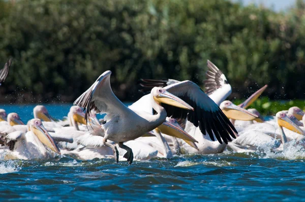 White Pelican in Danube Delta — Stock Photo, Image