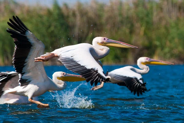 Biały pelikan w delcie Dunaju — Zdjęcie stockowe
