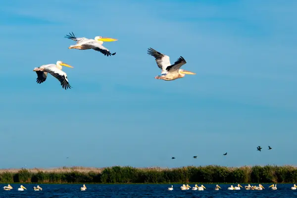 Білий пелікан в дельті Дунаю — стокове фото