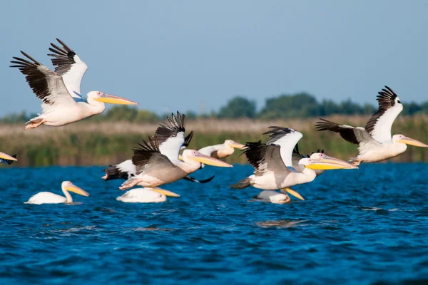 Bílý pelikán v deltě danube — Stock fotografie