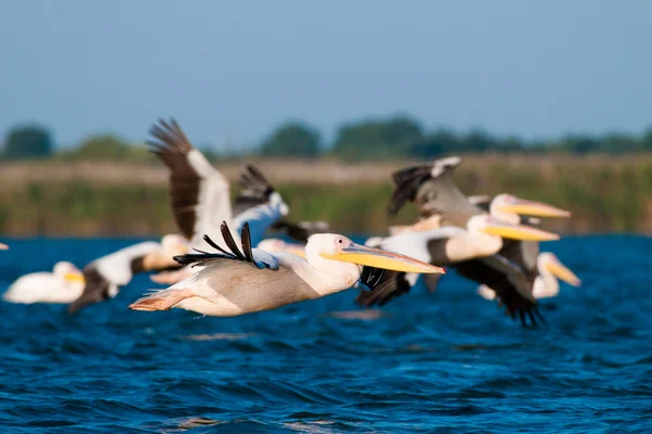 Pellicano bianco nel delta del danubio — Foto Stock