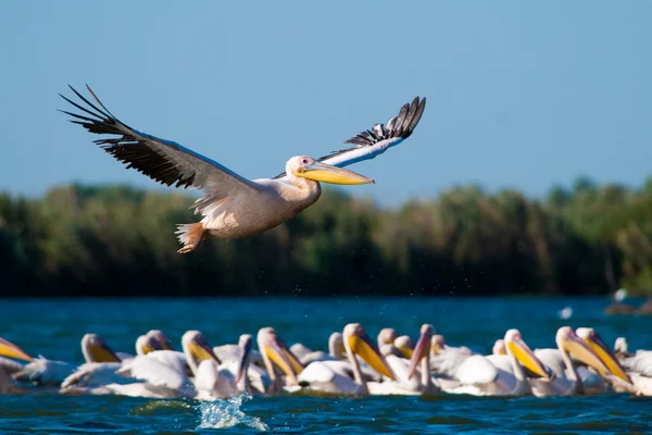 Vit pelikan i danube delta — Stockfoto