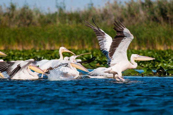 Pelikan im Donaudelta — Stockfoto