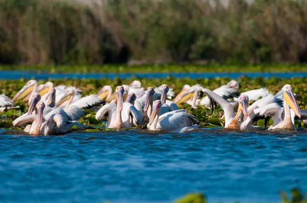 Pelikan im Donaudelta — Stockfoto