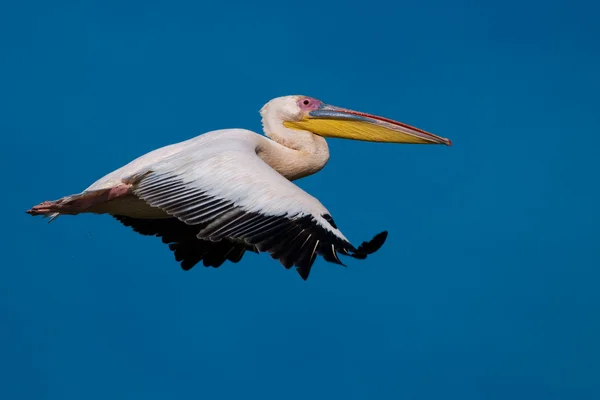 Pelícano blanco en el delta del Danubio — Foto de Stock