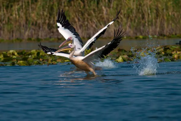 Vit pelikan i danube delta — Stockfoto