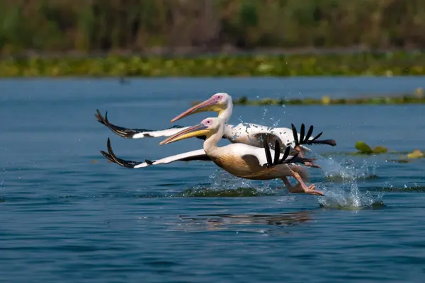 Fehér pelikán a danube deltában — Stock Fotó