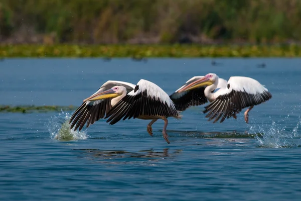 Pellicano bianco nel delta del danubio — Foto Stock