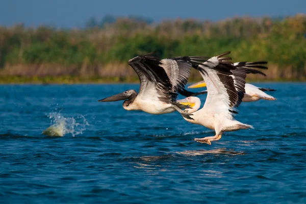 Pellicano bianco nel delta del danubio — Foto Stock