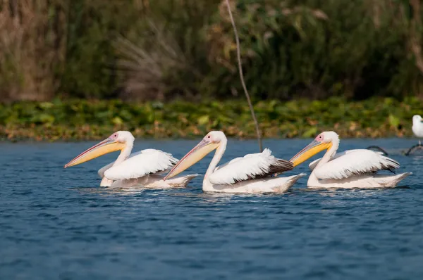 Pellicano bianco nel delta del danubio — Foto Stock