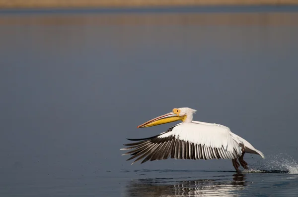 White Pelican in Danube Delta — Stock Photo, Image