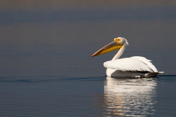 Pelican blanc sur l'eau bleue — Photo