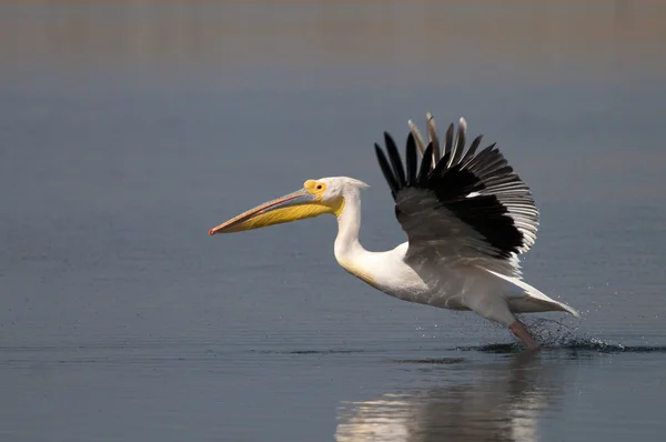 Beyaz Pelikan kalkış — Stok fotoğraf