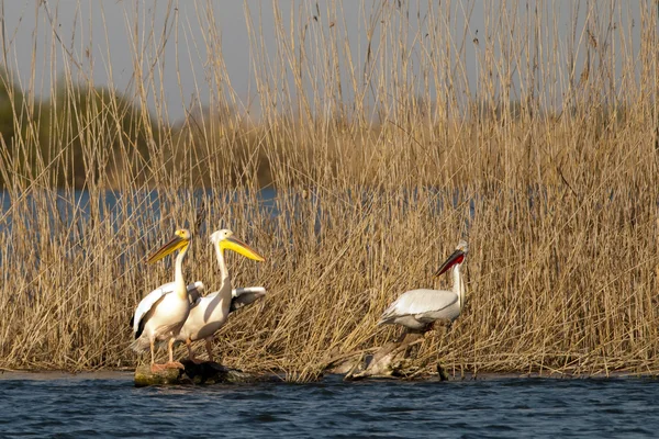 Pelicanos brancos em Danúbio Delta — Fotografia de Stock