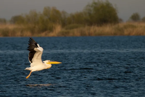 White Pelicans in Danube Delta — Stock Photo, Image