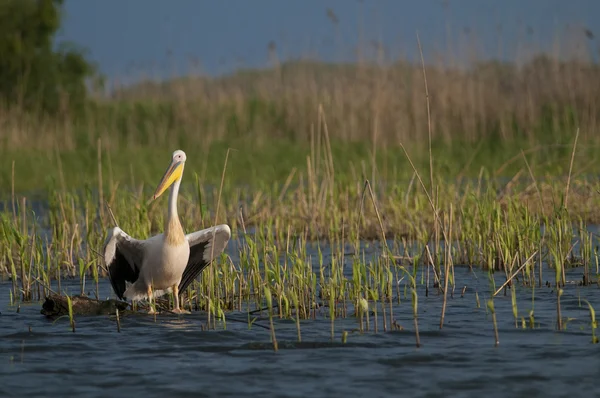 Pellicano bianco nel delta del danubio — Foto Stock