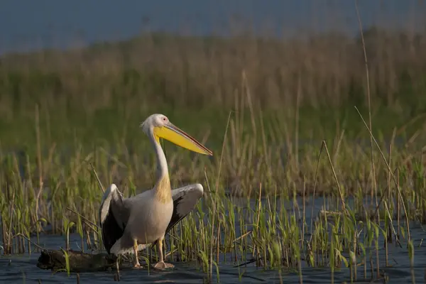 White Pelican in Danube Delta — Stock Photo, Image