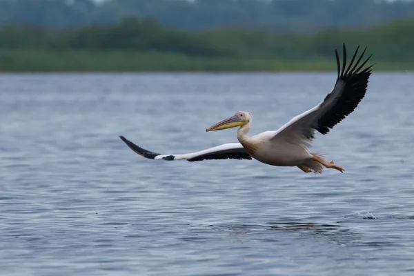 Bílý pelikán v letu — Stock fotografie