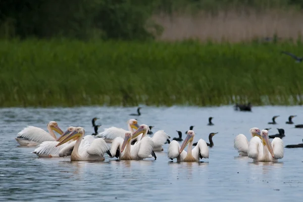 White Pelicans on water — Stock Photo, Image