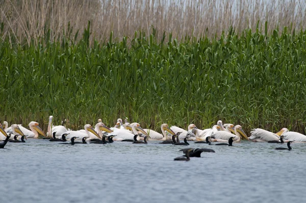 Bílých pelikánů na vodě — Stock fotografie