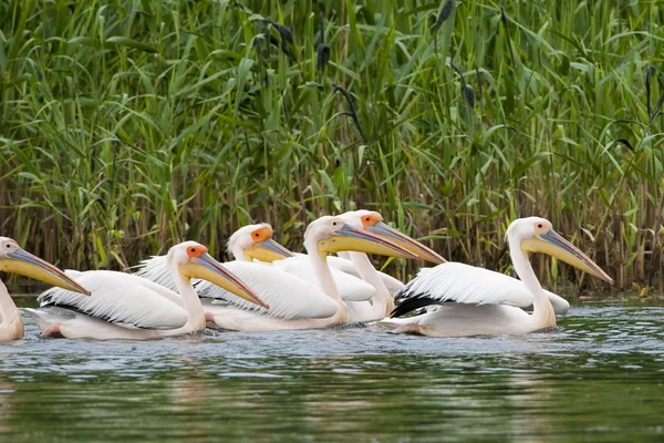 Stado biały pelikany — Zdjęcie stockowe