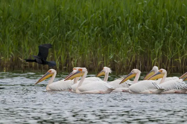 Pélican blanc dans le delta du Danube — Photo