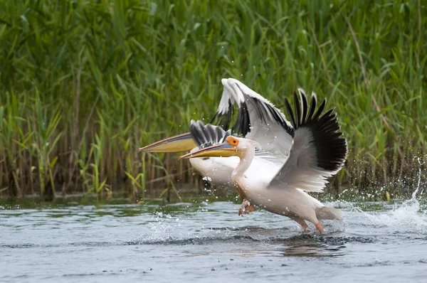 Pelícano blanco en el delta del Danubio — Foto de Stock