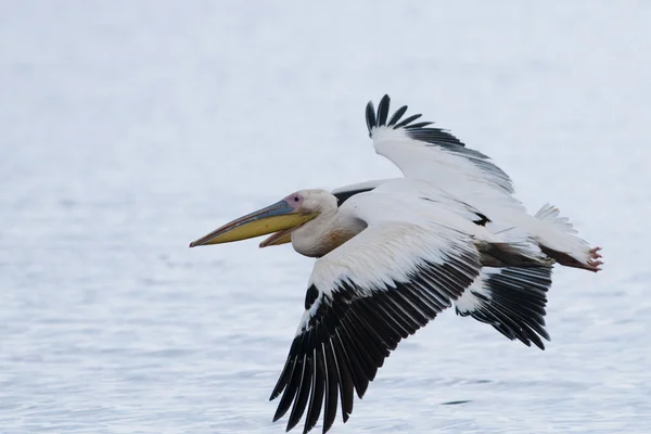 White Pelicans in flight — Stock Photo, Image