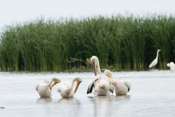 Witte pelikaan kudde — Stockfoto