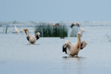 Tuna Deltası'nda büyük beyaz Pelikan