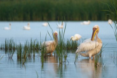 Beyaz Pelikan sürüsü
