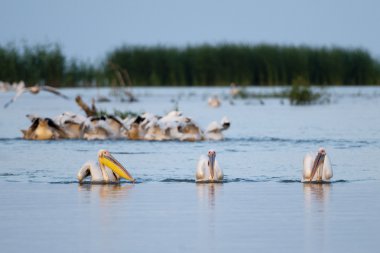 Tuna deltasındaki beyaz pelikan.