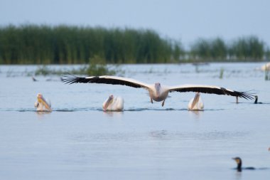 Tuna deltasındaki beyaz pelikan.