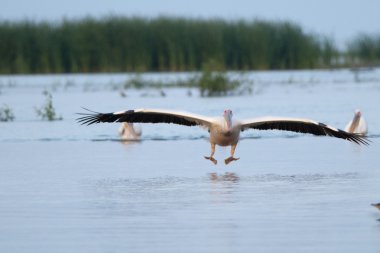 Beyaz Pelikan açılış