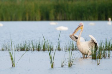Tuna deltasındaki beyaz pelikan.