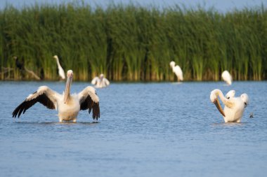 Tuna deltasındaki beyaz pelikan.