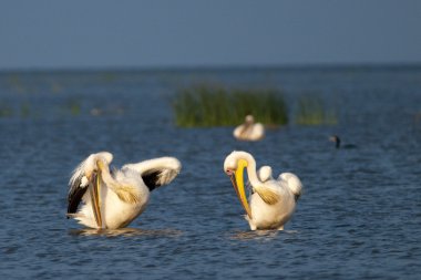 Tuna deltasındaki beyaz pelikan.