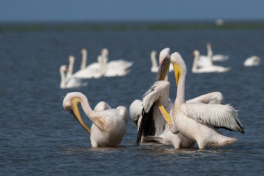 Tuna deltasındaki beyaz pelikan.