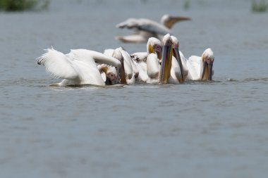 Tuna Deltası'nda büyük beyaz Pelikan