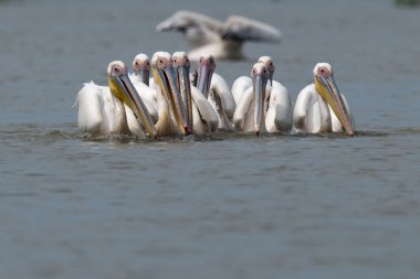 Tuna Deltası'Balık beyaz Pelikan