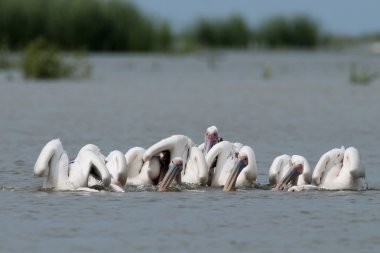 Tuna deltasındaki beyaz pelikan.