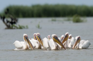 Tuna deltasındaki beyaz pelikan.