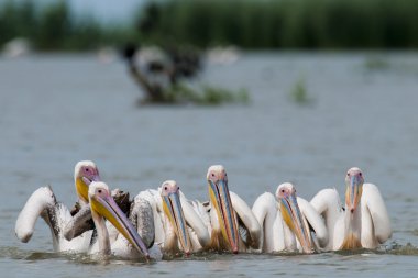 Beyaz Pelikan sürüsü