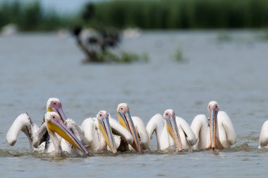 Beyaz Pelikan kolonisi