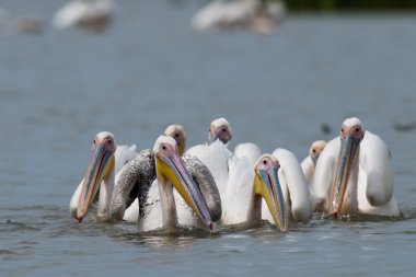 Tuna deltasındaki beyaz pelikan.