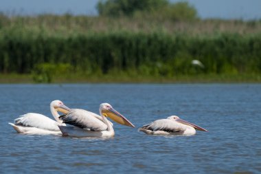 Tuna deltasındaki beyaz pelikan.