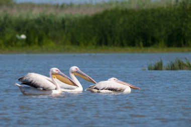 su üzerinde büyük beyaz Pelikan