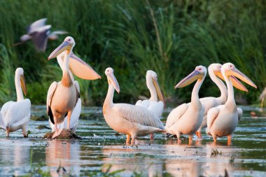 Tuna deltasındaki beyaz pelikan.