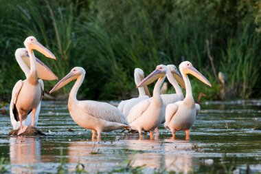 Tuna deltasındaki beyaz pelikan.