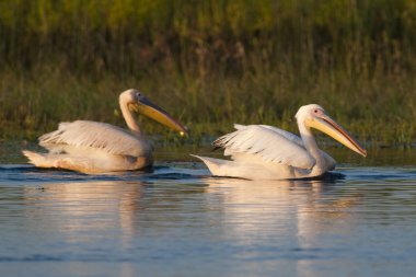 Tuna deltasındaki beyaz pelikan.